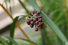 Cissus quadrangularis
